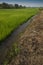 Rice fields Asia showing  irrigation channels and manmade reservoirs to help with rice growing and production