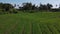 Rice fields of Bali