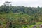 Rice fields in Bali Indonesia