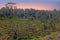 Rice fields in Bali Indonesia