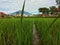 Rice fields and big mountains in cianjur, indonesia