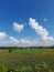 rice fields with a bright blue sky background. seen a mosque with a golden dome in the distance on the island of Lombok, Indonesia