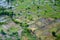 Rice fields, coconut palms, beautiful landscape, Cambodia. Aerial view of agrarian fields, Asia