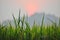 Rice fields at dawn