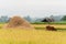 Rice fields with ears of rice ready for harvest. It\\\'s a golden yellow that fills the fields. large pile of straw prepared