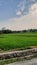 Rice fields on the edge toll road