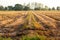 Rice fields that farmers have harvested