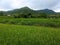 rice fields at the foot of the hill with fertile rice plants?