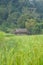 Rice fields have a house on a hill.