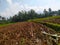 Rice fields that have just been plowed by buffalo (2)