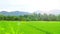 Rice fields have lush green leaves and grow to produce abundant yields. There are mountains in the background which bring rain and