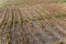 Rice fields haystack paddy field