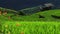 Rice fields on a hill with view of mount and dragon flies flying around rice fields.