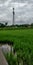 Rice fields in India with free electricity