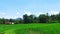 Rice fields on Java Indonesia