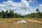 Rice fields with jungle