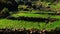 Rice fields with large rocks and stone trenches