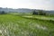 Rice Fields In Morning Haze