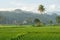 Rice fields in the morning light. rural feel landscape with valley in mist behind forest