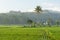 Rice fields in the morning light. rural feel landscape with valley in mist behind forest