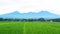 Rice fields, mountain and the sky