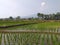 rice fields in the mountains