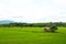 Rice fields, mountains, sky soft and blur