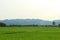 Rice fields, mountains, sky soft and blur