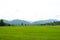 Rice fields, mountains, sky soft and blur