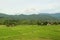 Rice fields, mountains, sky soft and blur