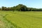 Rice fields near Besate, Italy