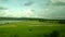 Rice fields near river