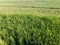 Rice fields near river Swat