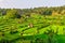 Rice fields near Tirtagangga in Bali, Indonesia