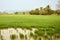 Rice fields in the north of Thailand. Rice crops in water. Tropical trees in the haze in the background.