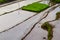 Rice fields overgrown with small rice plants with abundant water combined using a terracing system to reduce erosion