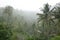 Rice fields and palm trees in foggy Bali