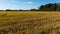 Rice fields panorama