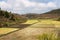 Rice fields and rainforest, Madagascar