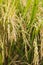 Rice fields with ripe spikes