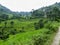 Rice fields beside the roadside