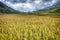 Rice fields from Sapa Valley