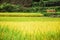 Rice fields scenery in autumn