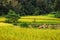 Rice fields scenery in autumn