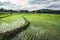 Rice fields, small rice plantations in rice fields