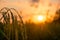 Rice fields in southern Thailand, natural sunrise background