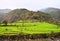 Rice Fields on Step Farms among Himalayan Mountains - Green Earth Natural Landscape - Rural Agriculture - Uttarakhand, India