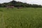 rice fields that are still green