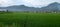 The rice fields are still green, behind them there are high mountains and a light blue sky