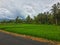 rice fields, street,coconut trees and sky in villages in eastern Indonesia 2
